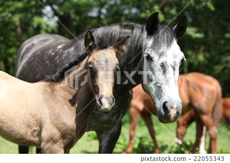 Beautiful mare with its foal on pasturage Beautiful mare with its foal on pasturage 22055343