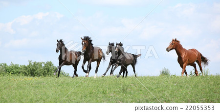 Beautiful herd of horses running together Beautiful herd of horses running together 22055353