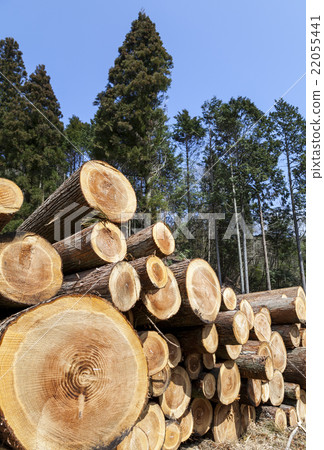 Logged cedar logs stacked Logged cedar logs stacked 22055441