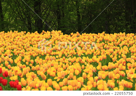 Cut-off field 58 22055750