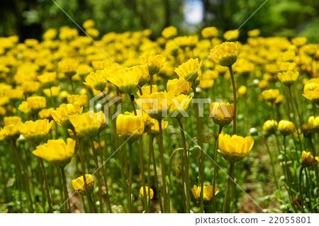 黃花 22055801