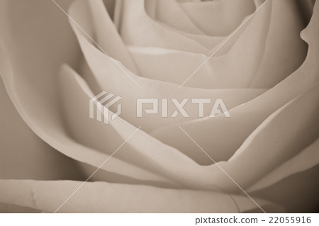 white rose macro 22055916