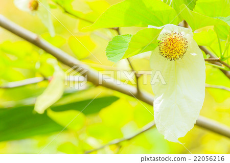 手帕樹 手帕樹 22056216