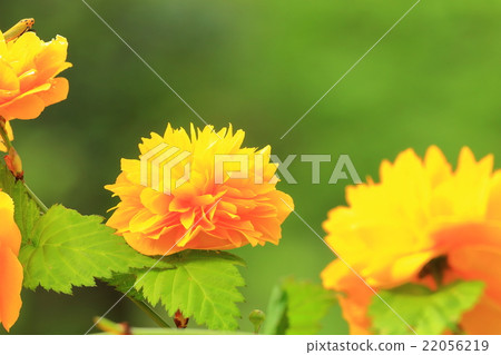 Yamaboki花 22056219