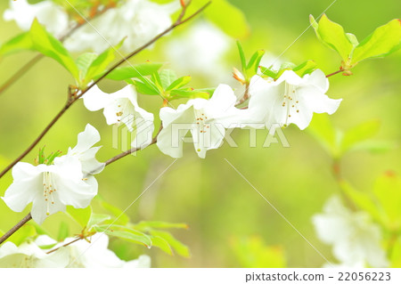 Goyo azalea Goyo azalea 22056223