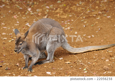 Bennett Red Ruby Wallaby Bennett Red Ruby Wallaby 22056238
