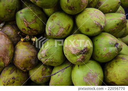 Group of fresh coconut background Group of fresh coconut background 22056770
