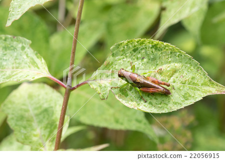 Young body of Miyama Fuki Bata Young body of Miyama Fuki Bata 22056915