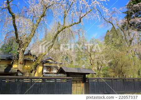 Akita kakkodo hedge cherry tree and samurai residence 22057337