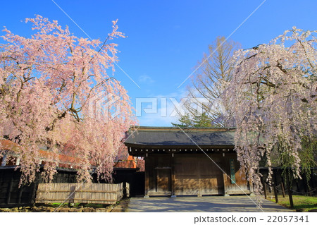 秋田kakkodo樹籬櫻花樹和武士住宅 秋田kakkodo樹籬櫻花樹和武士住宅 22057341