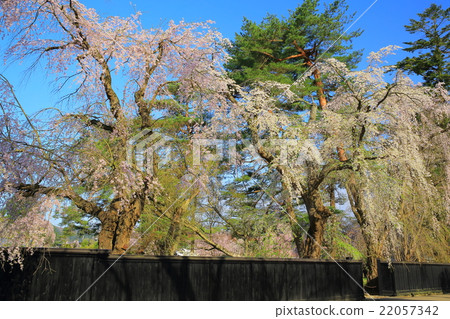 秋田kakkodo樹籬櫻花樹和武士住宅 22057342