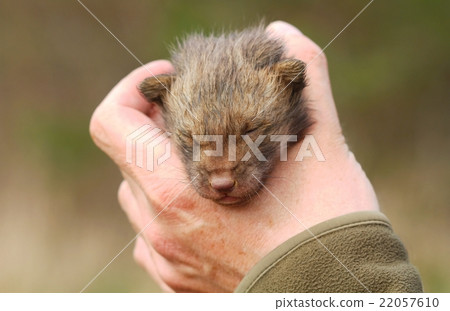 Baby fox saved 22057610
