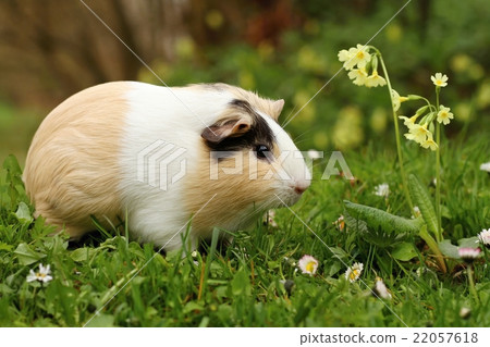 Stock Photo: Fat guinea pig