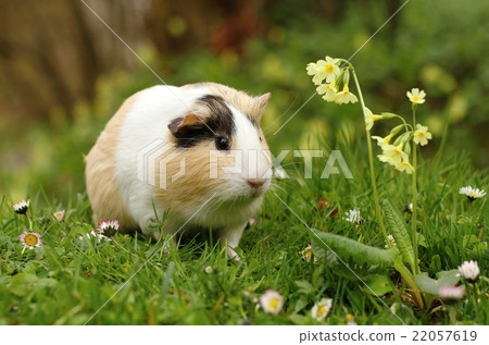 Guinea pig with flower 22057619