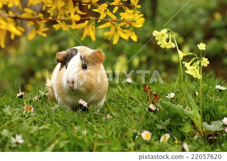 Guinea pig and flowers 22057620