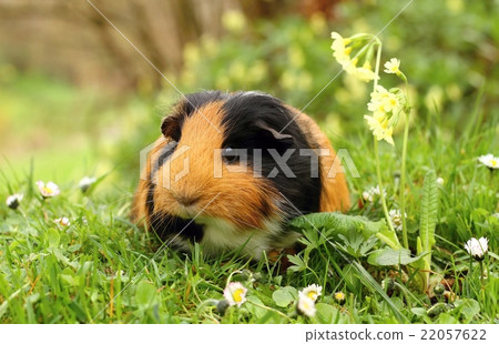 Guinea pig with primula 22057622