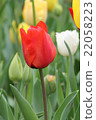 Tulip 22058223
