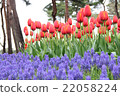  Flower garden 22058224