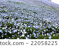 Nemophila of Miharaju Hill 22058225