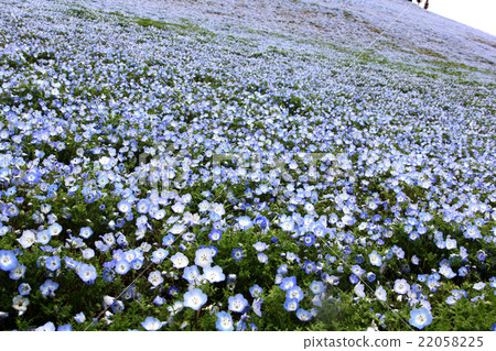 Nemophila of Miharaju Hill Nemophila of Miharaju Hill 22058225