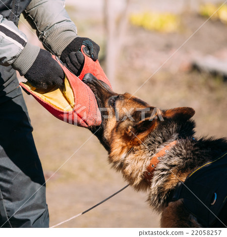 German Shepherd Dog Training. Biting Alsatian Wolf 22058257