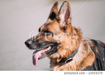 German Shepherd Dog Close Up Portrait 22058279