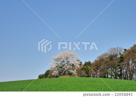 瀧澤1的一棵櫻花 22058841