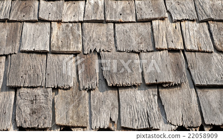 old tree bark old tree bark 22058909