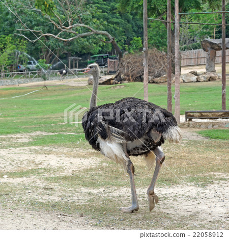 ostrich in the zoo 22058912
