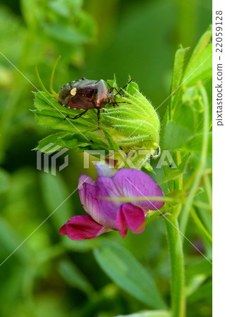 Pinatellarium bug Pinatellarium bug 22059128