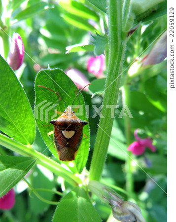 Esakimon stink bug Esakimon stink bug 22059129