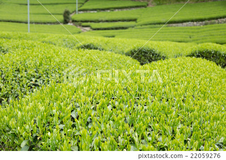 Japanese Tea Tea Leaves Sprouts New Tea 22059276