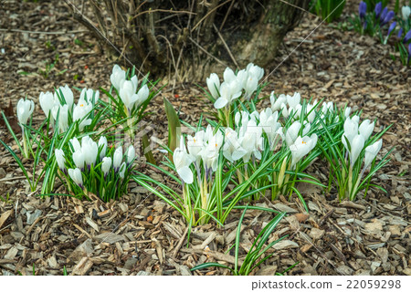 White crocus flower in a garden with bark White crocus flower in a garden with bark 22059298