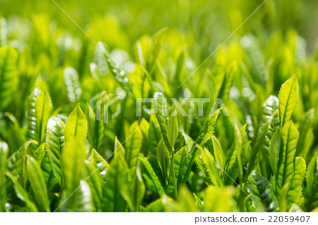 日本茶葉茶葉新芽茶 22059407