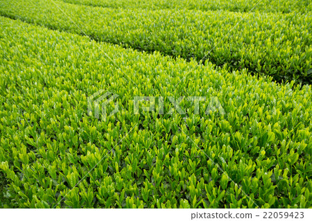Japanese Tea Tea Leaves Sprouts New Tea 22059423