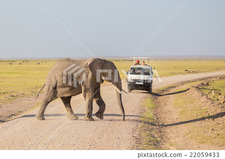 Elephantt crossing dirt roadi in Amboseli, Kenya. Elephantt crossing dirt roadi in Amboseli, Kenya. 22059433