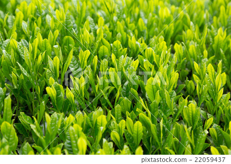 Japanese Tea Tea Leaves Sprouts New Tea 22059437