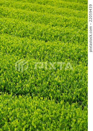 日本茶葉茶葉新芽茶 22059439
