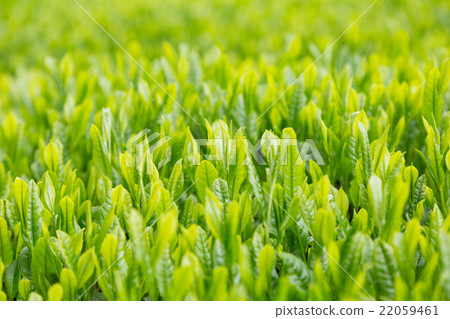 Japanese Tea Tea Leaves Sprouts New Tea 22059461