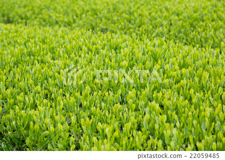 Japanese Tea Tea Leaves Sprouts New Tea 22059485