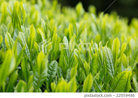Japanese Tea Tea Leaves Sprouts New Tea 22059486