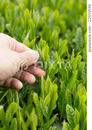 日本茶茶葉新芽茶採摘 日本茶茶葉新芽茶採摘 22059506