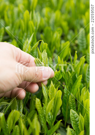日本茶茶葉新芽茶採摘 22059507