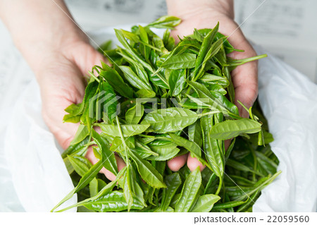 日本茶茶葉新芽茶採摘 22059560