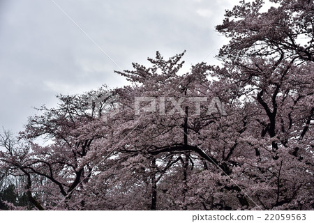 櫻桃樹 22059563