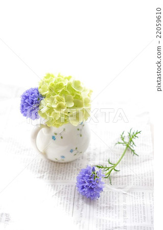 Vivanum and Gilia Capitata 22059610