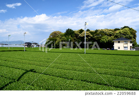 Shizuoka's specialty tea plantation Shizuoka's specialty tea plantation 22059688