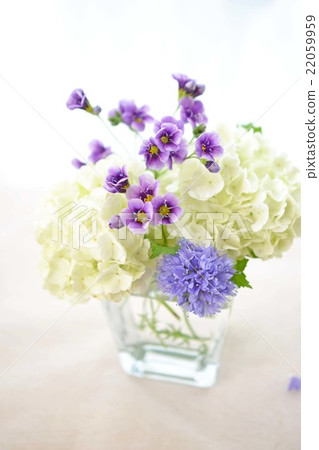 Arrangement of Vivanum and Gilia 22059959