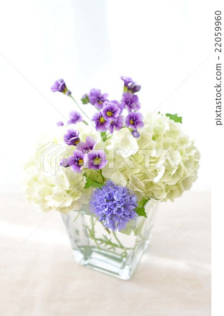 Arrangement between Gillia and Vibanum 22059960