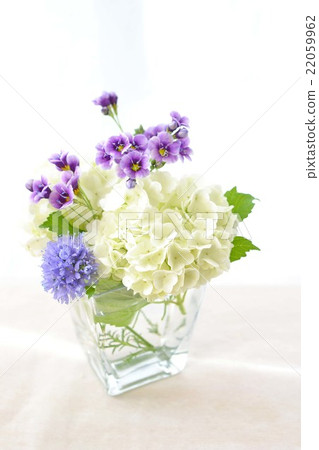 Arrangement of Vivanum and Gilia 22059962